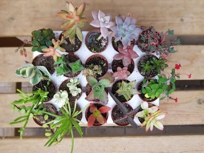 מגוון סוקולנטים למרפסת ולתנאי חוץ להזמנה בכמות לאירועים ולחברות